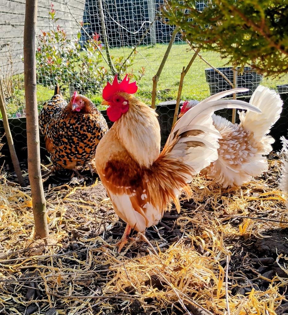 Broedeieren serama, kans op krul, Dieren en Toebehoren, Pluimvee, Kip