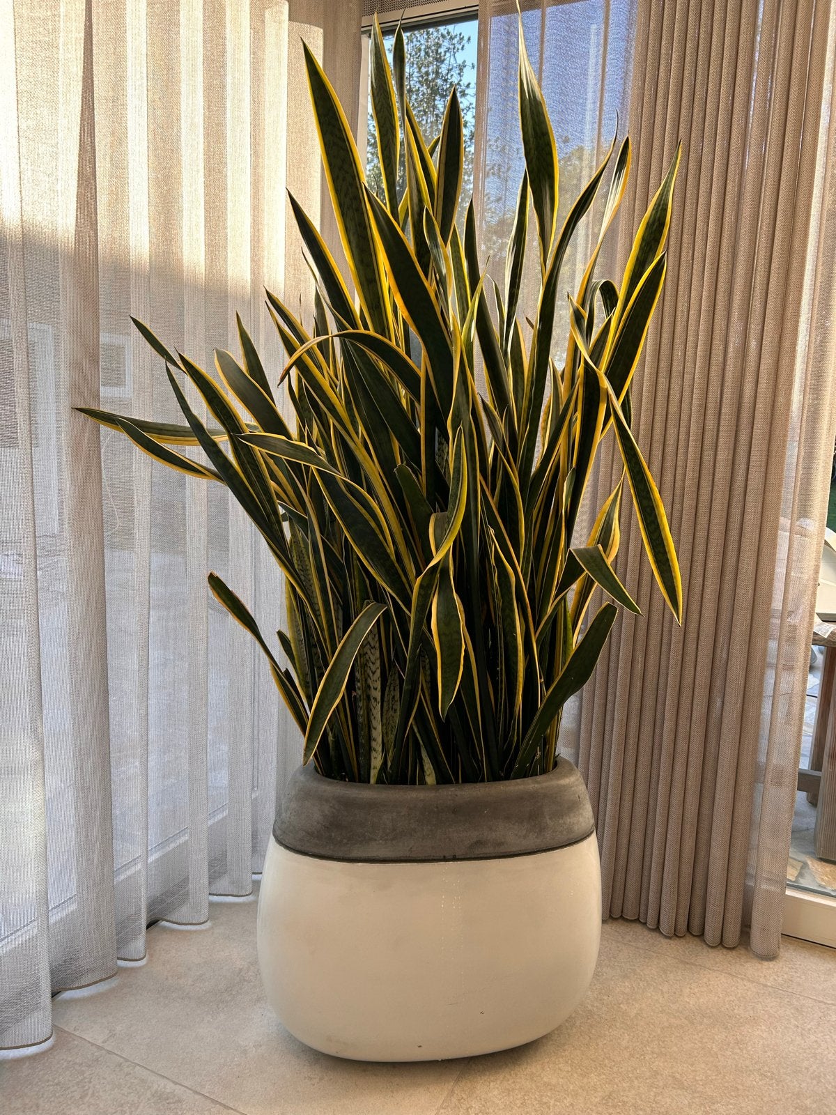 Grote Sansevieria (Vrouwentong) met pot - H220cm B130cm, Vaste plant, Bloeit niet, Halfschaduw, Ophalen