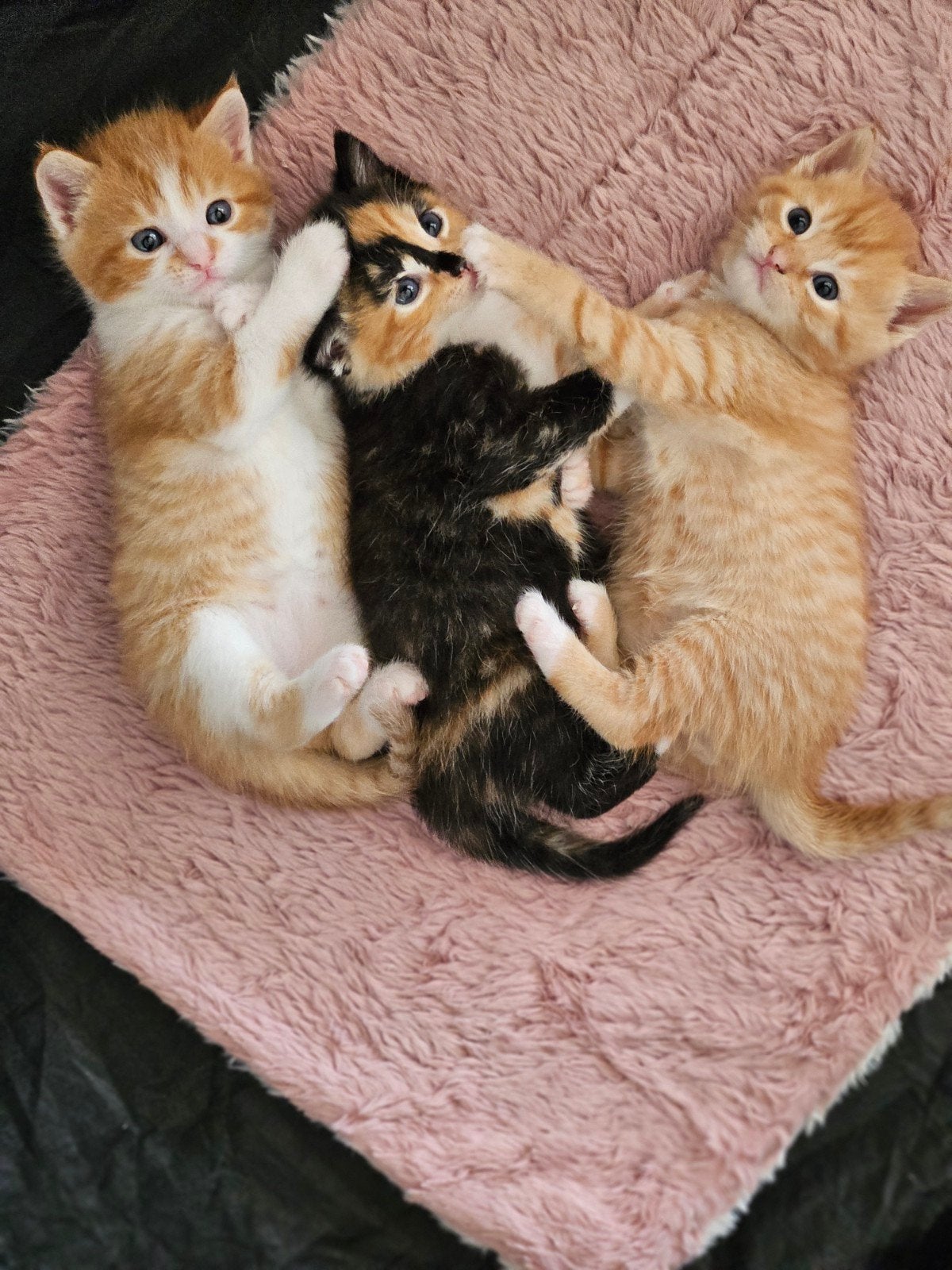 3 Lieve kittens zoeken een leuk baasje, Meerdere dieren
