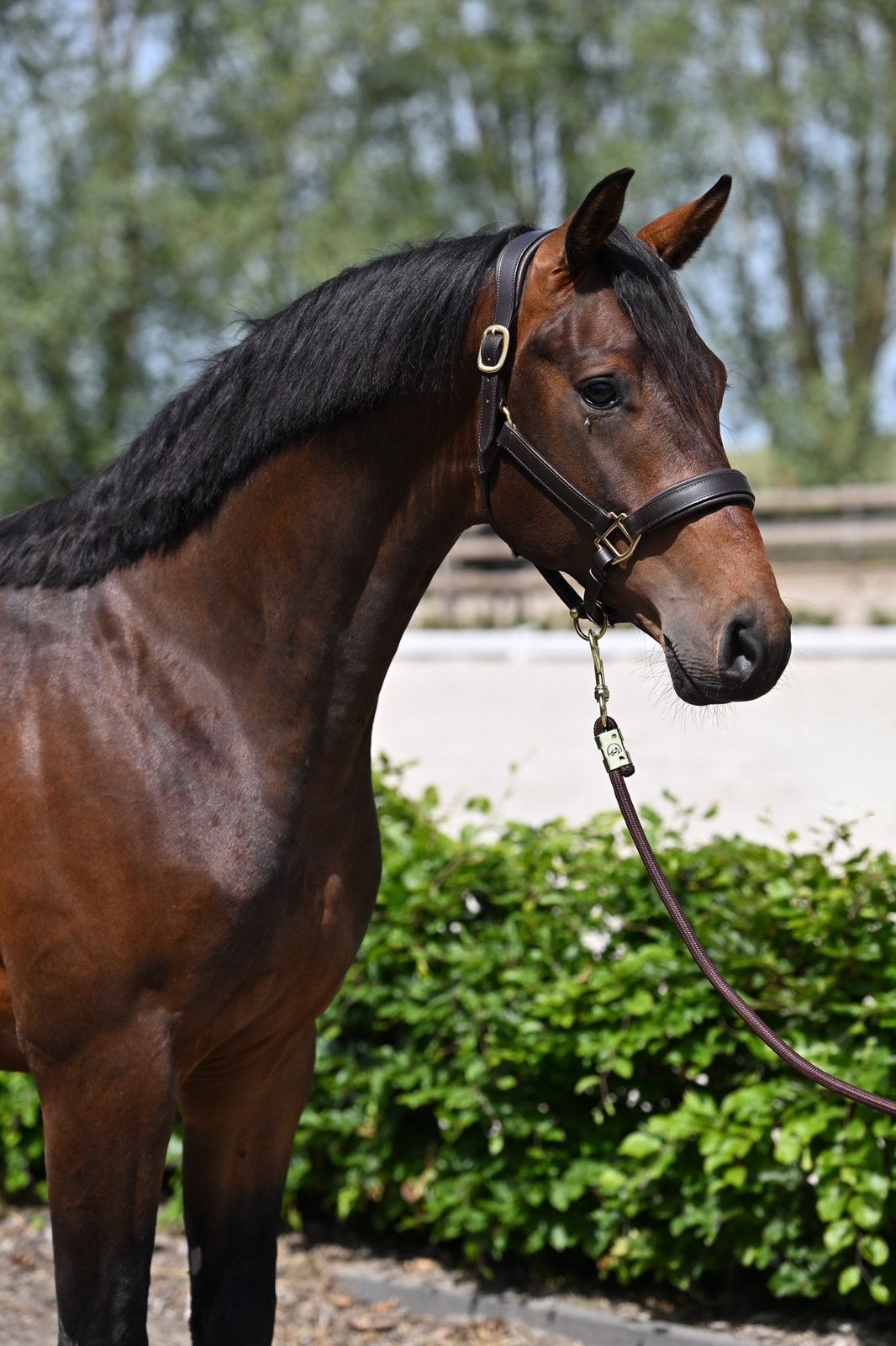 Te koop! 2 jarige hengst McLaren x Ampere, Dieren en Toebehoren, Met stamboom, Dressuurpaard, 0 tot 2 jaar, Hengst
