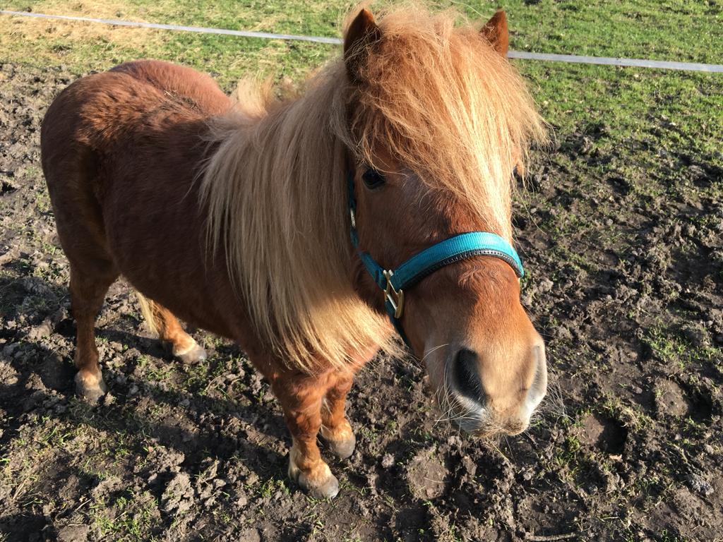 Lieve ondeugende shetlander, Dieren en Toebehoren, Pony's, Ruin, A pony (tot 1.17m)