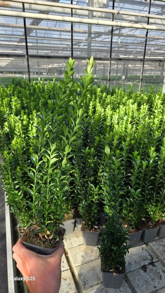Euonymus Green Spire - Buxus vervanger - Super kwaliteit, Tuin en Terras, Volle zon, Vaste plant, Bloeit niet, Ophalen