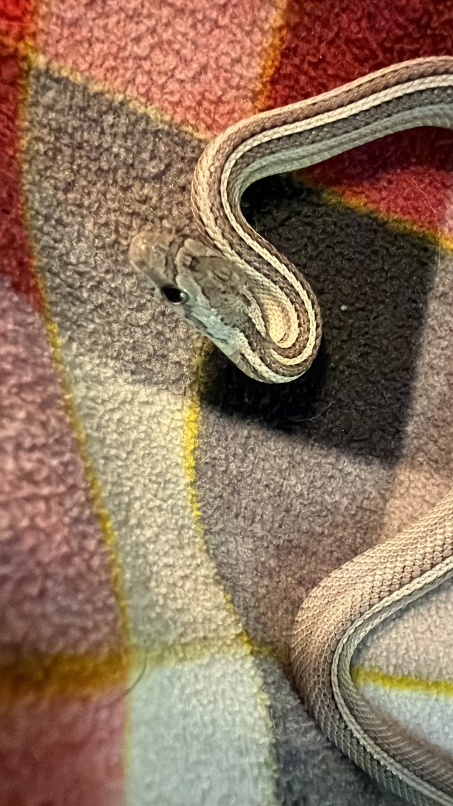 Pantherophis guttatus (korenslang/rattenslang) Corn Snake photo 2