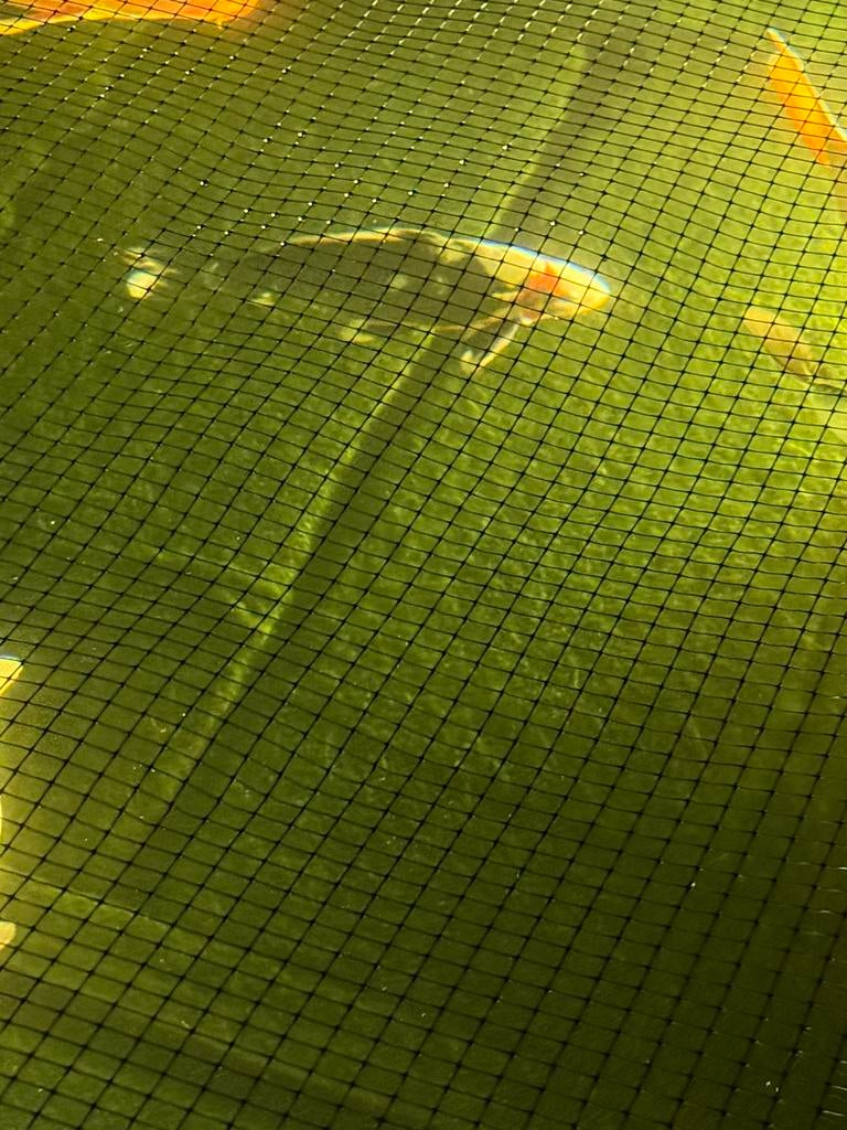 Koi, Karper of Koi