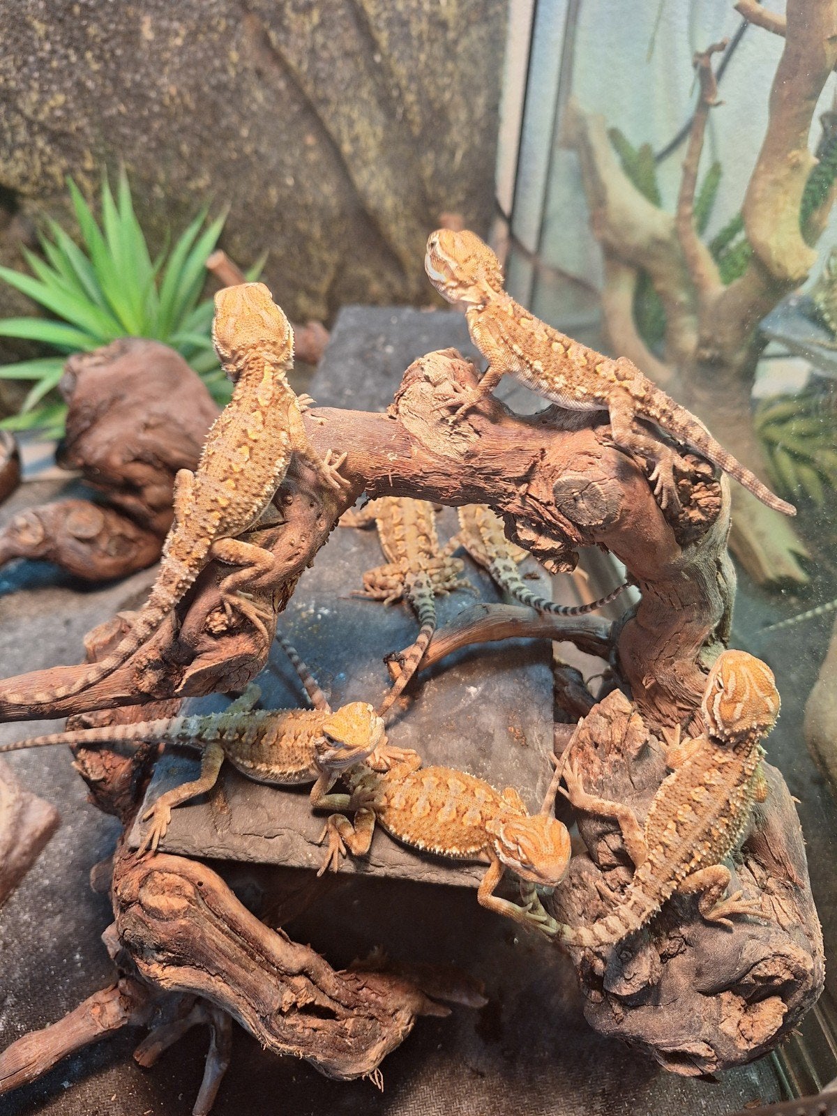 Dwergbaardagaam/Pogona Henrylawsoni nakweek, Hagedis, Tam, 0 tot 2 jaar