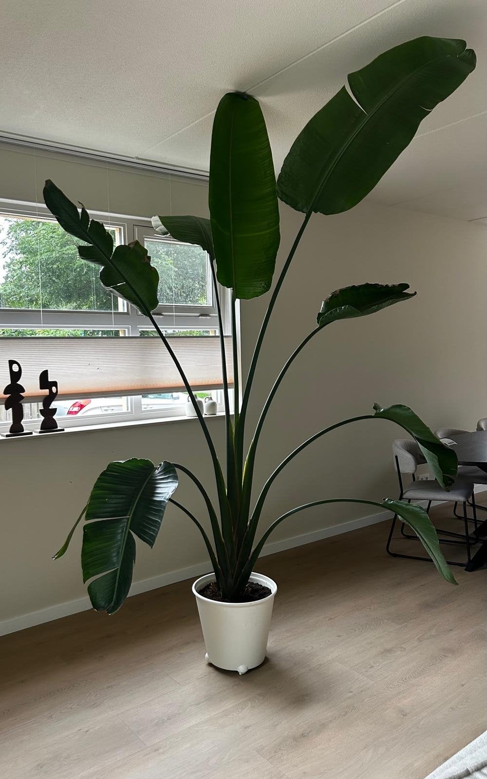 Grote Strelitzia Nicolai - Paradijsvogelplant, 200 cm of meer, Overige soorten, Ophalen of Verzenden, In pot