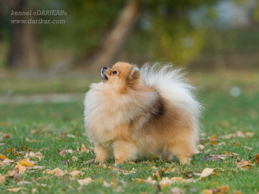 Pomeranian dekreu  PL SM/CM vrij & Combibreed (niet te koop), Fokker | Hobbymatig, Reu, 1 tot 2 jaar, Buitenland