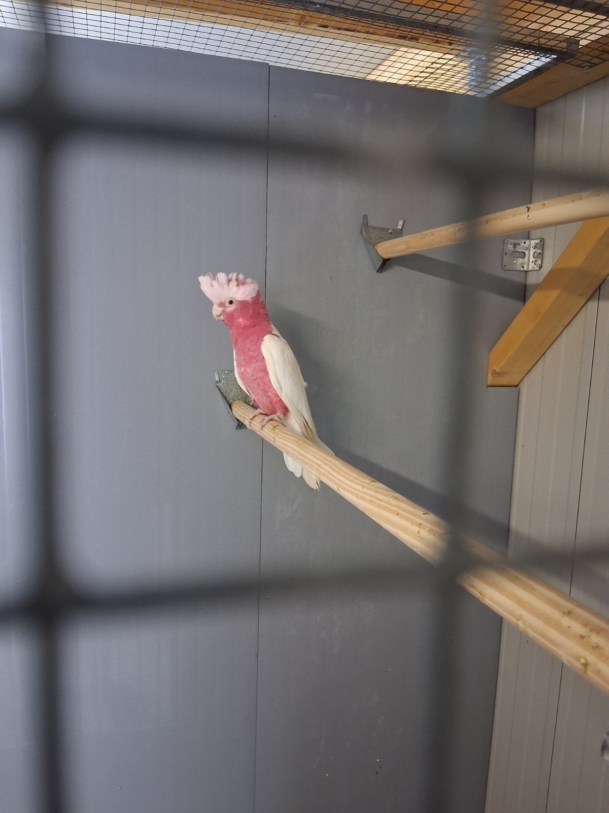 mooi koppel rose kakatoe's lutino, Meerdere dieren, Papegaai