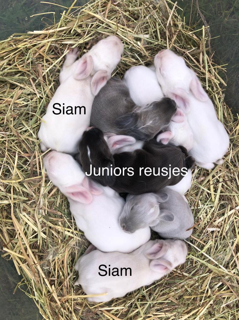 Duitse reus nestje, Dieren en Toebehoren, Konijnen, Meerdere dieren, Groot