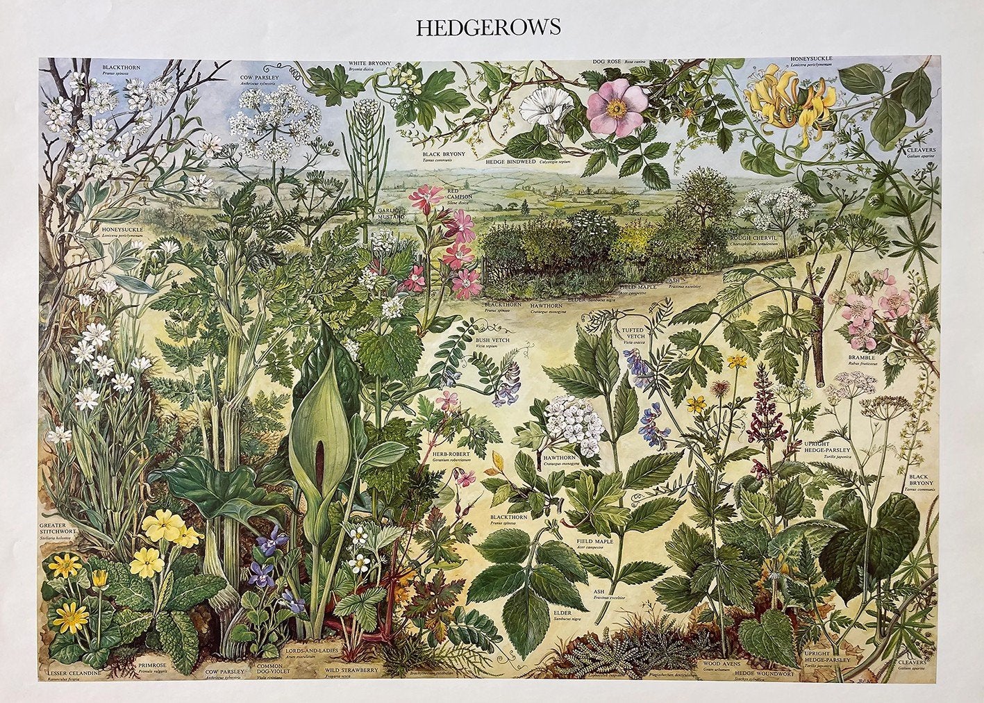 Vintage Botanische Print: Heggenplanten, Ophalen of Verzenden