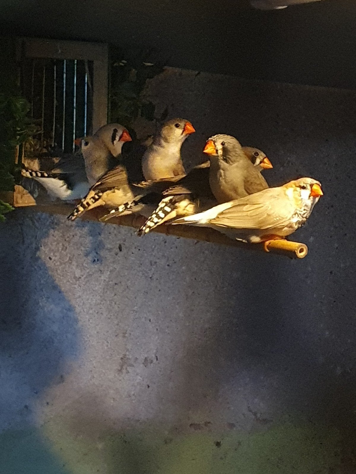 mooie koppels zebravinken, Dieren en Toebehoren, Meerdere dieren