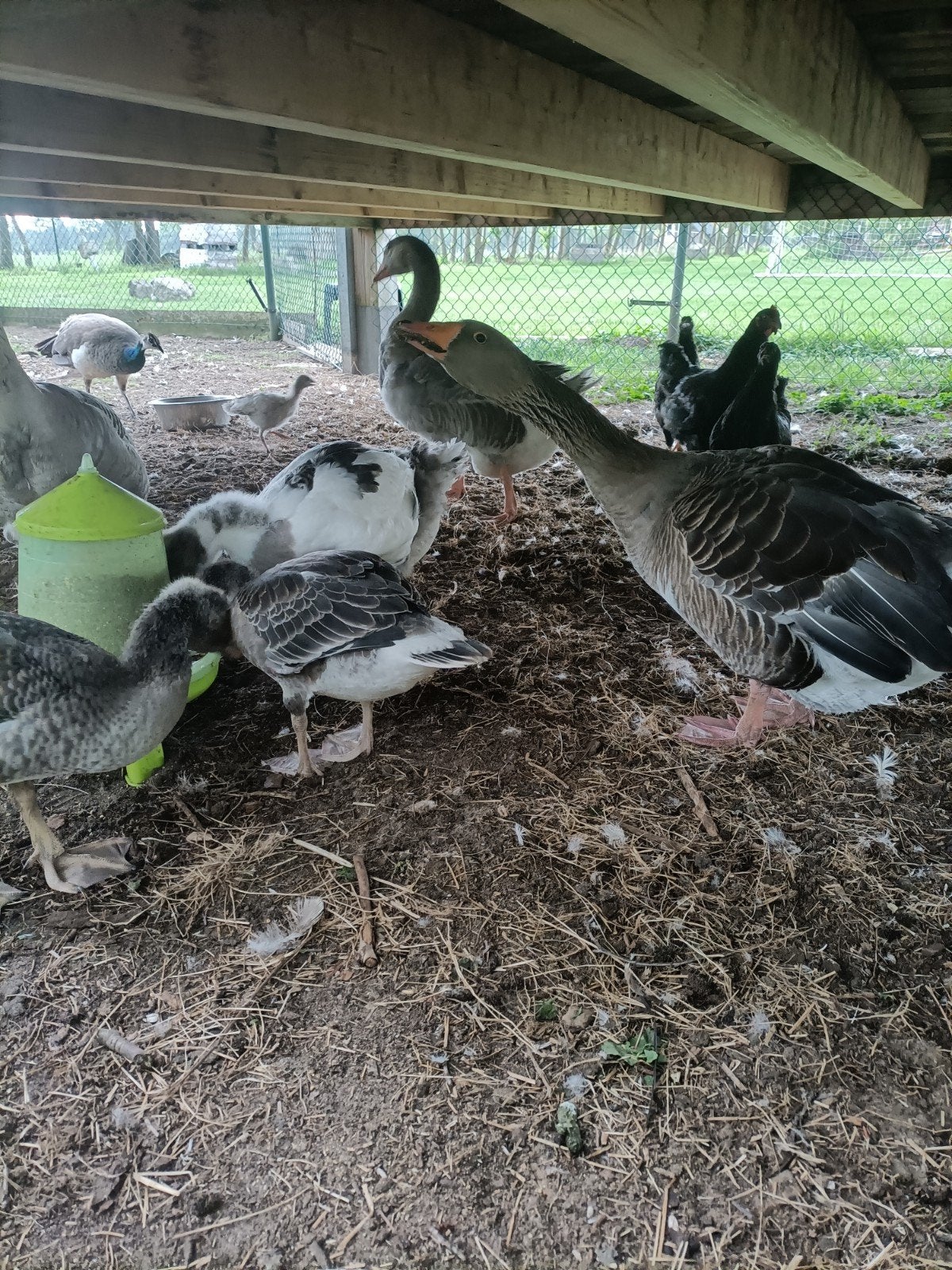 Ganzen, Meerdere dieren, Gans of Zwaan