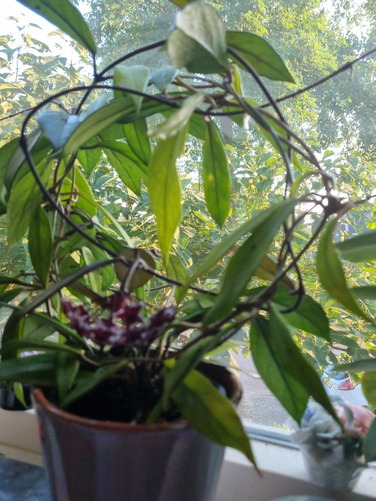 Hoya mooie kamerplant met geurende wasbloemen, Huis en Inrichting, Bloeiende kamerplant, Ophalen, In pot