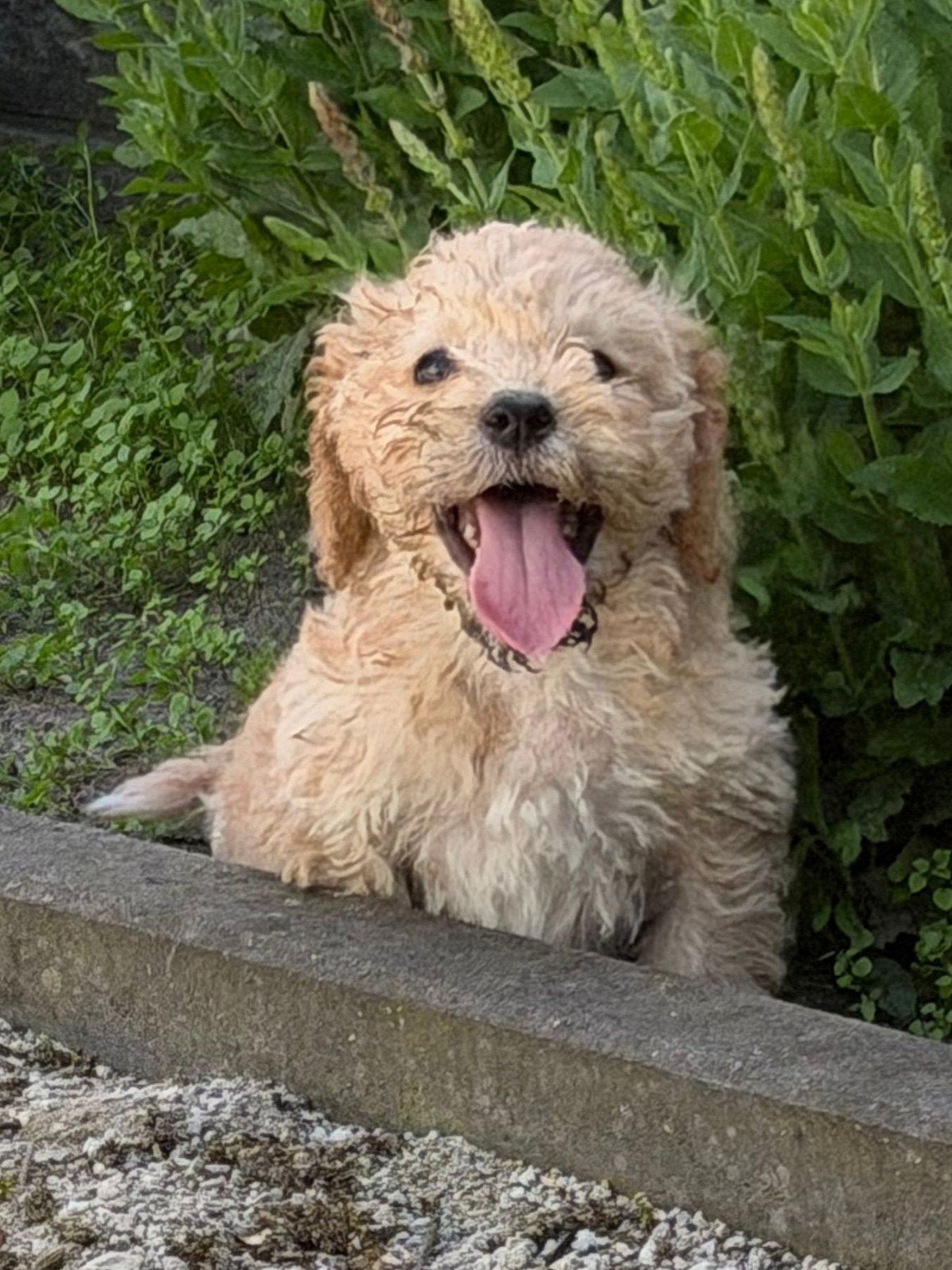 Cockapoo x boomer pups, Parvo, Overige rassen, 8 tot 15 weken, Meerdere