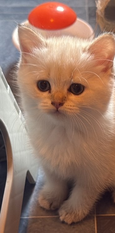 4 prachtige volle britse korthaar kittens!, Meerdere dieren, Ontwormd, 0 tot 2 jaar