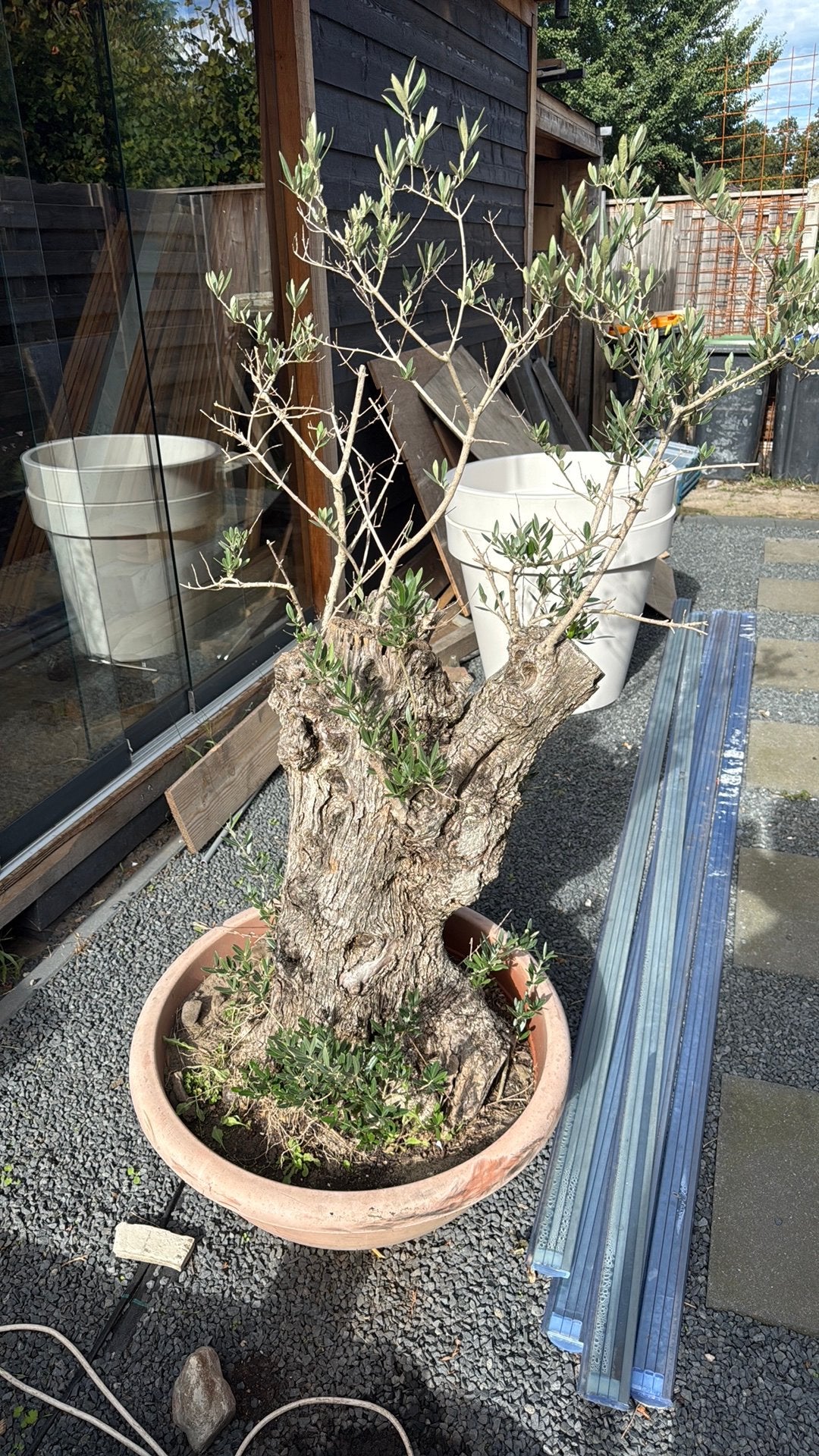 Oliijfboom, Bloeit niet, 100 tot 250 cm, Olijfboom, Ophalen