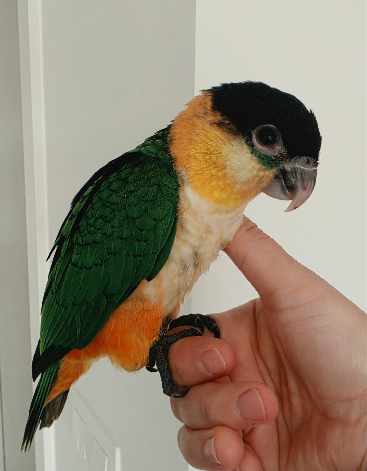 Superlieve, tamme en jonge Zwartkop Caique (vrouwtje), Papegaai, Tam
