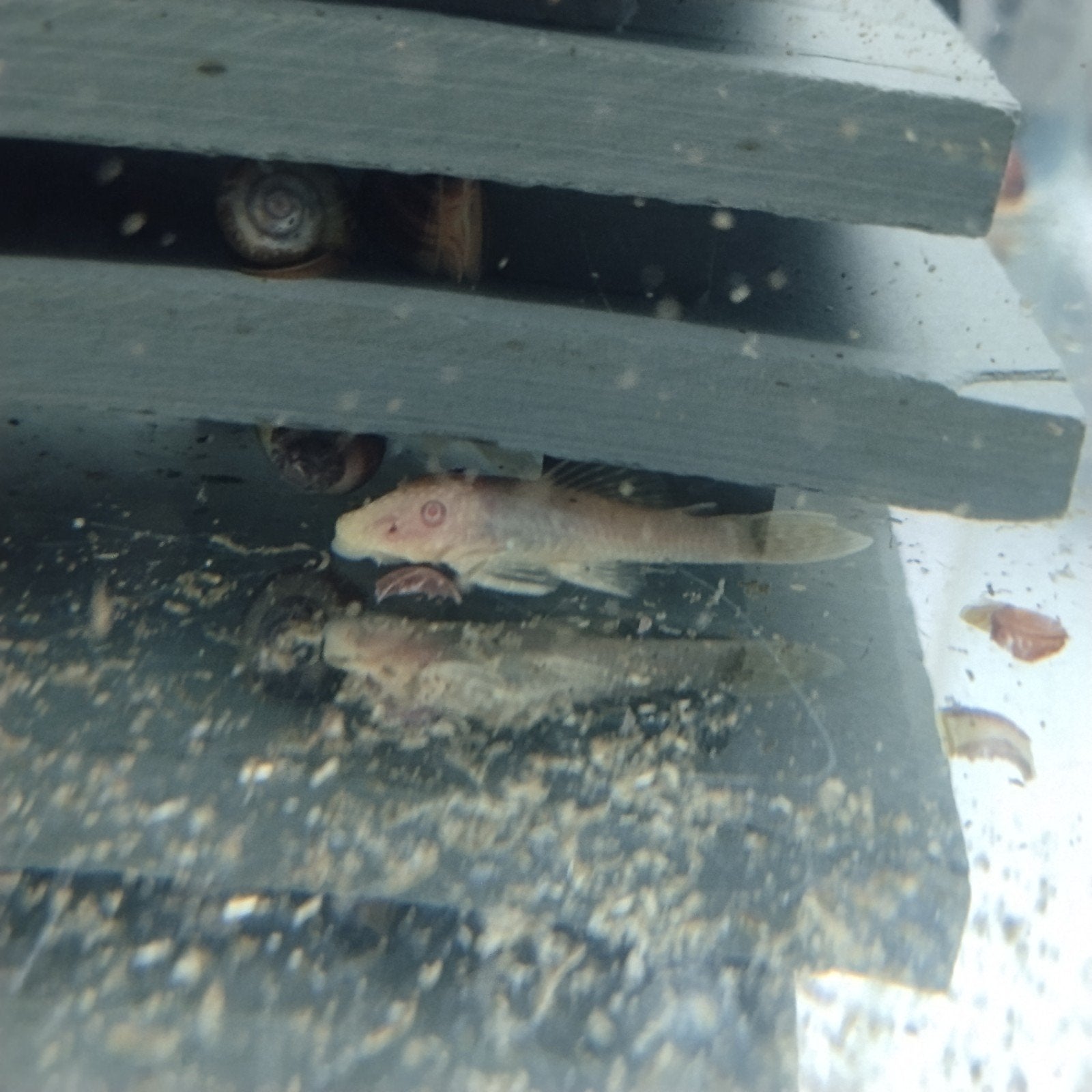 Albino Ancistrus, Vis, Zoetwatervis