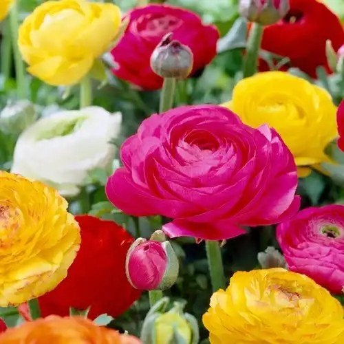 Ranonkels Gemengd - 12 Knollen voor een Kleurrijke Tuin, Ophalen of Verzenden, Voorjaar, Volle zon, Knol