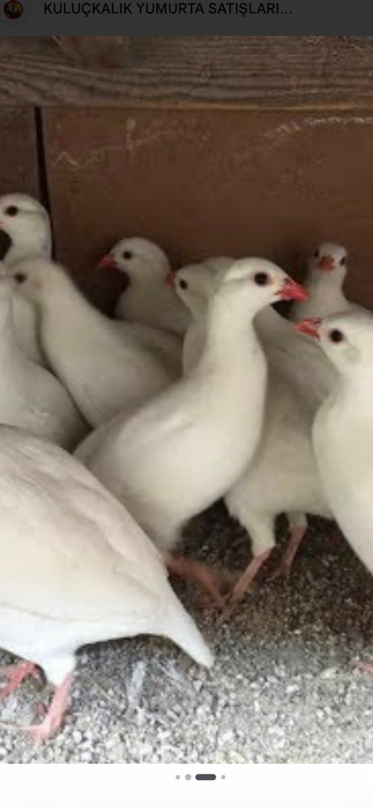Gezocht witte chukarpatrijzen, Dieren en Toebehoren, Meerdere dieren