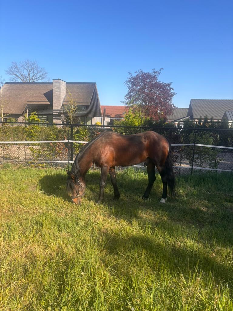 Zuivere paardenmest gratis afhalen., Tuin en Terras, Aarde en Mest, Ophalen of Verzenden, Mest
