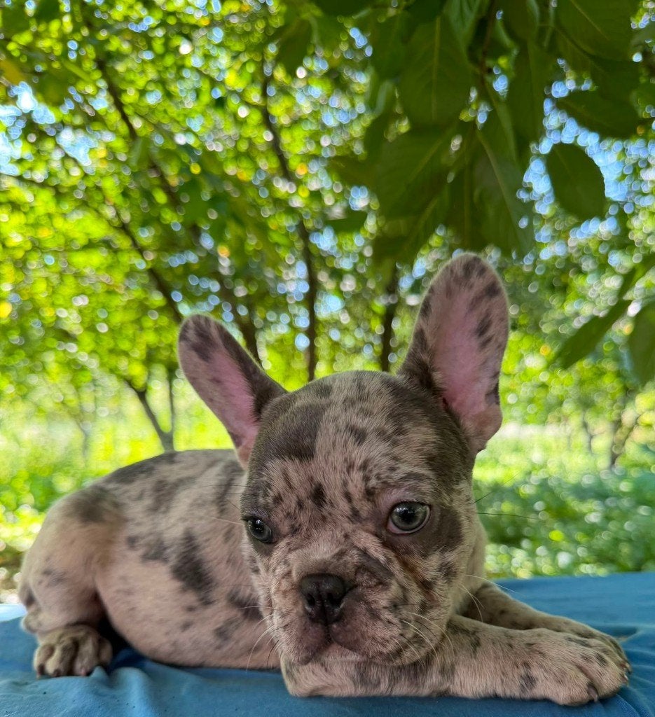 Mooie merle Franse Bulldog pup beschikbaar, Dieren en Toebehoren, Honden | Bulldogs, Pinschers en Molossers, 8 tot 15 weken, Teef
