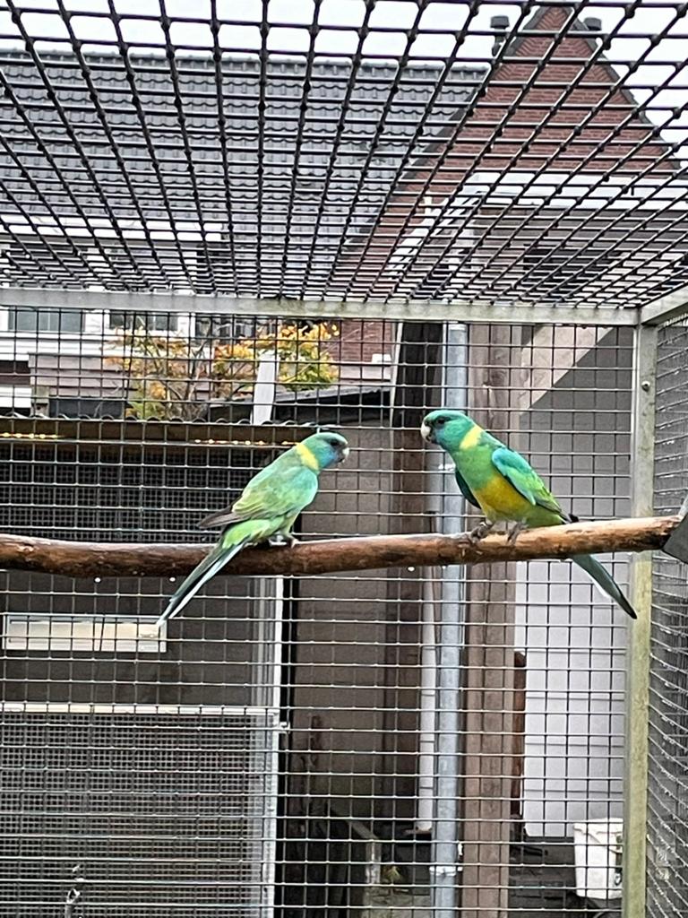 Koppel cloncurry., Dieren en Toebehoren, Vogels | Parkieten en Papegaaien, Meerdere dieren, Parkiet