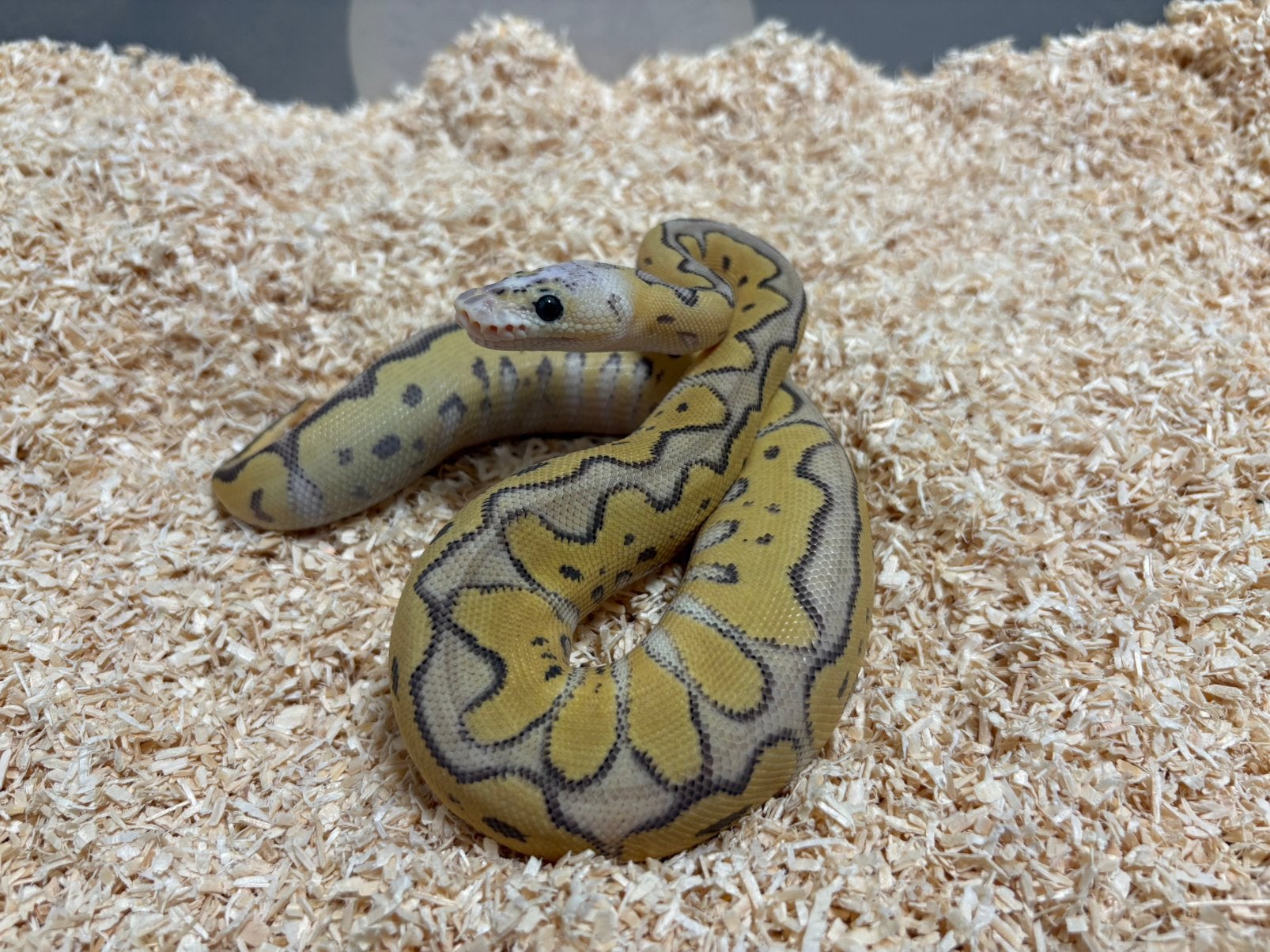 1.0 Killer Mojave Clown ball python regius te koop Ball Python - male for sale from RPM