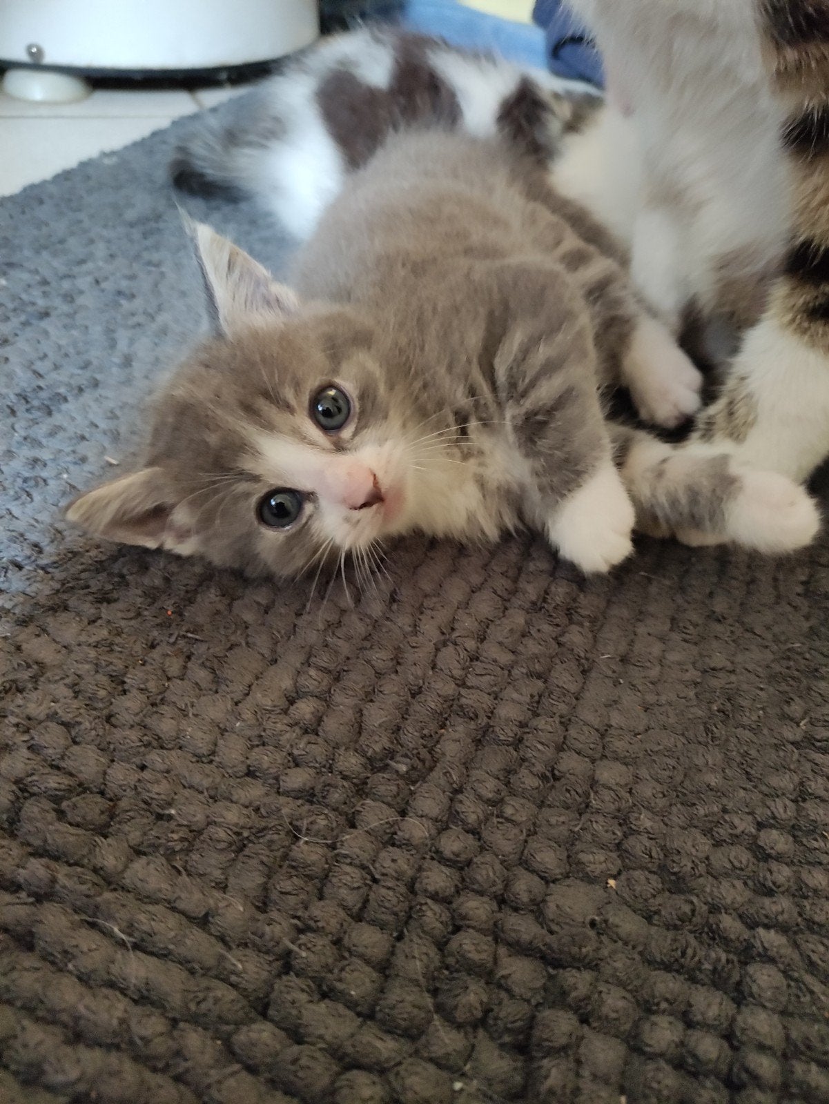 lief kitten meisje zwart wit is een kater., Poes, Kortharig, 0 tot 2 jaar