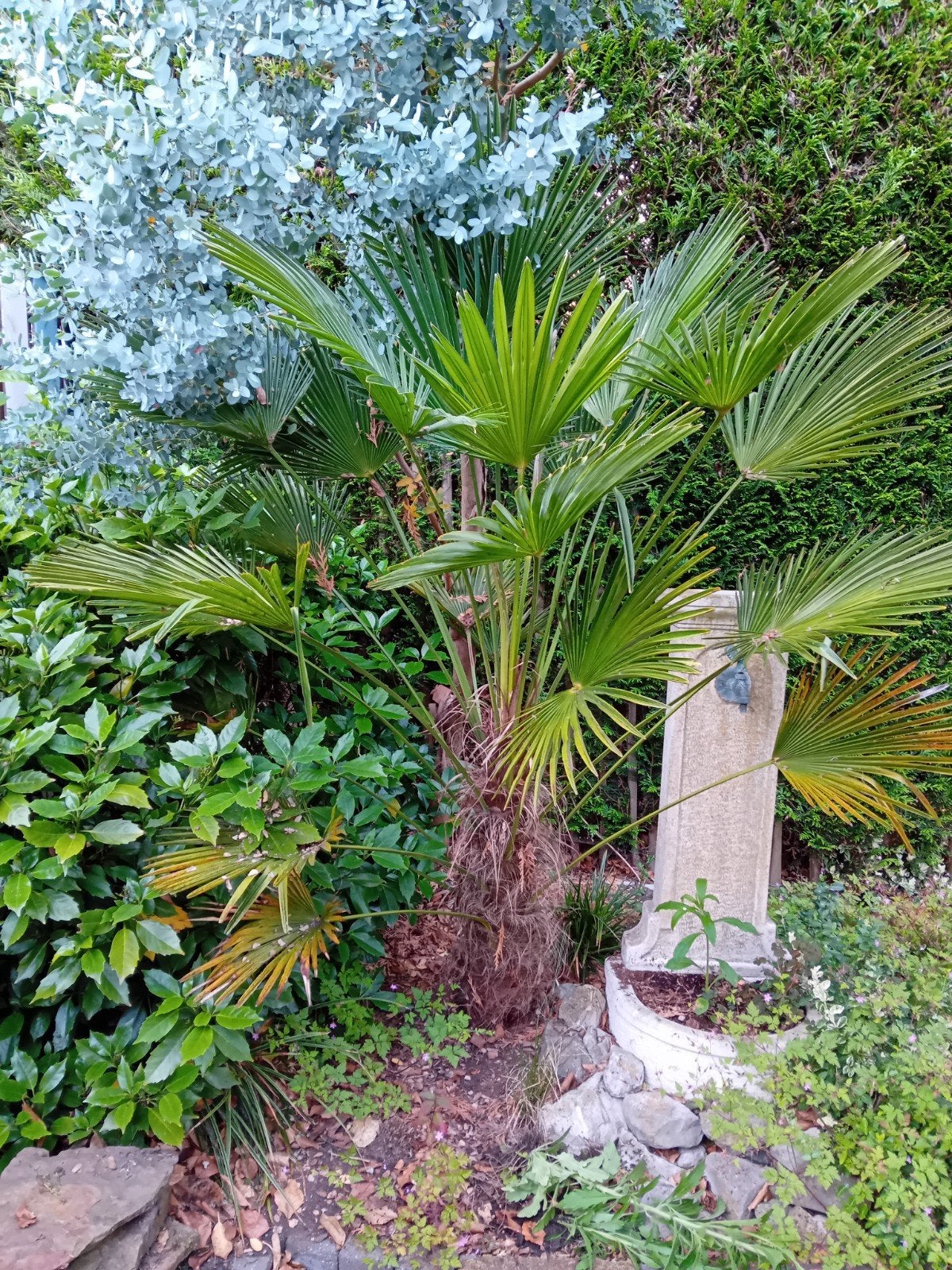 Kleine Chinese Waaierpalm, Ophalen, Overige soorten