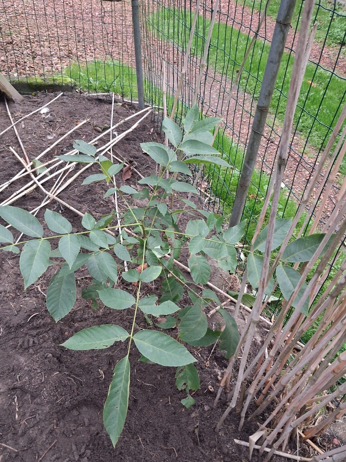 Jonge walnootboom Juglans Regia, Bloeit niet, Overige soorten, 100 tot 250 cm, Ophalen