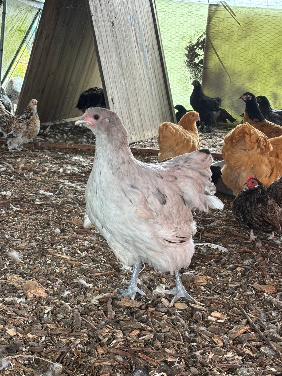 Orpingtons te koop, Meerdere dieren, Kip