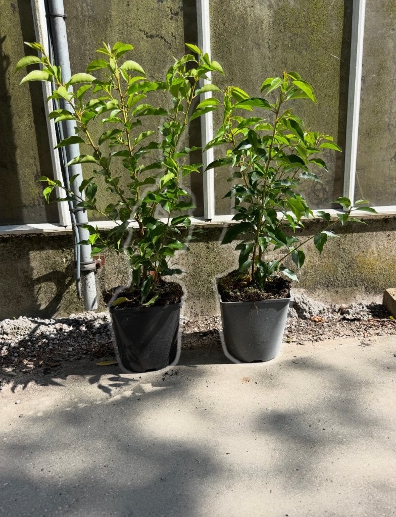 mooie vertakte Portugese laurier pot gekweekt, Tuin en Terras, Ophalen of Verzenden, Laurier, 100 tot 250 cm