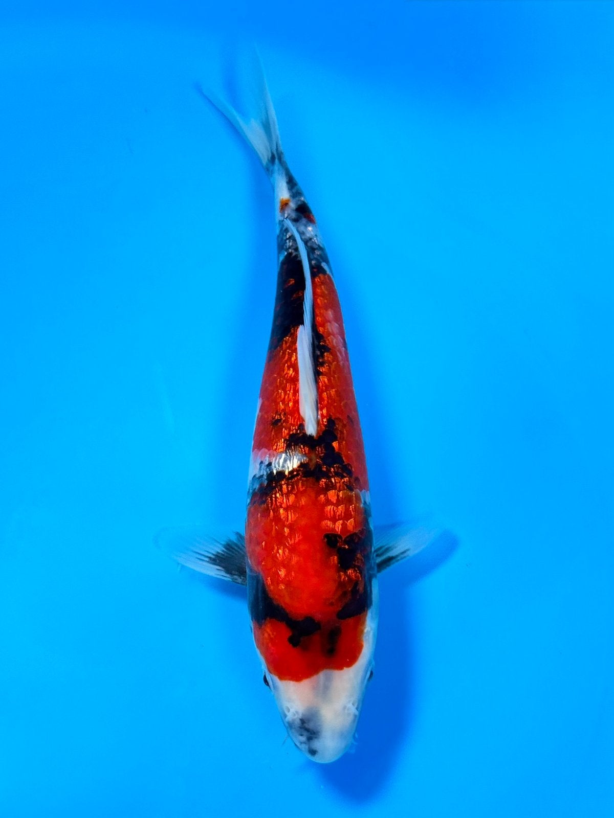 HQ Ginrin Showa | Conias Tateshita Tosai | 25-30 cm, Karper of Koi