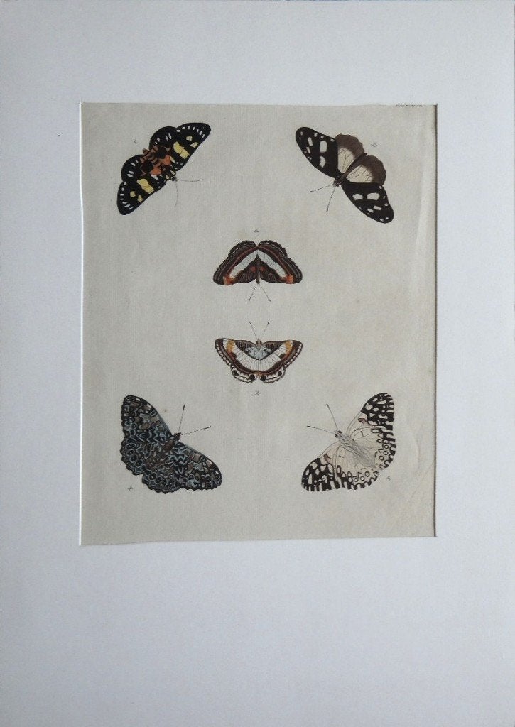 ets en handkleur "Vlinderkaart ABCDEF", met passepartout, Ophalen