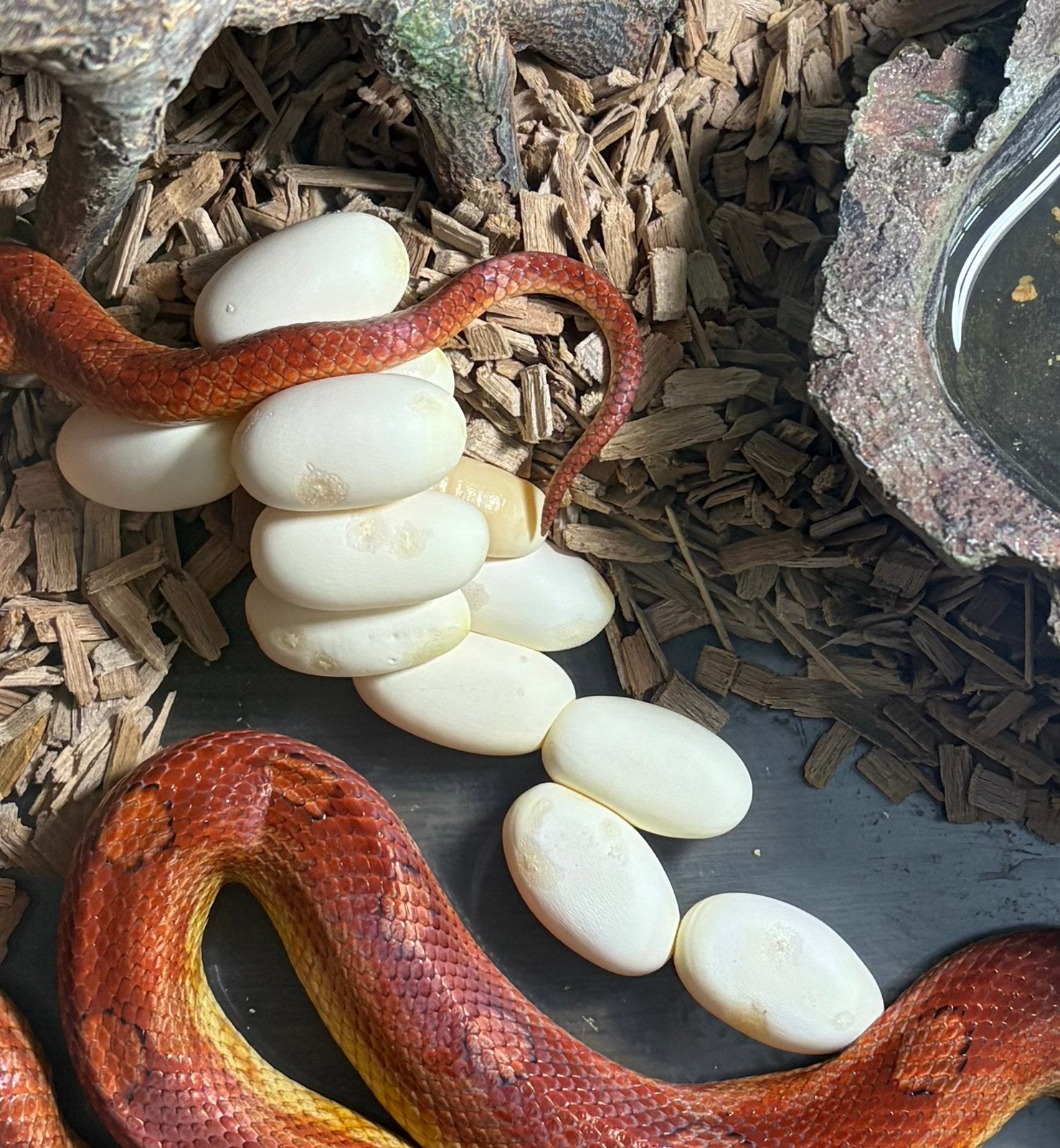 Rattenslangen eieren Rat Snake - unknown for sale from viper