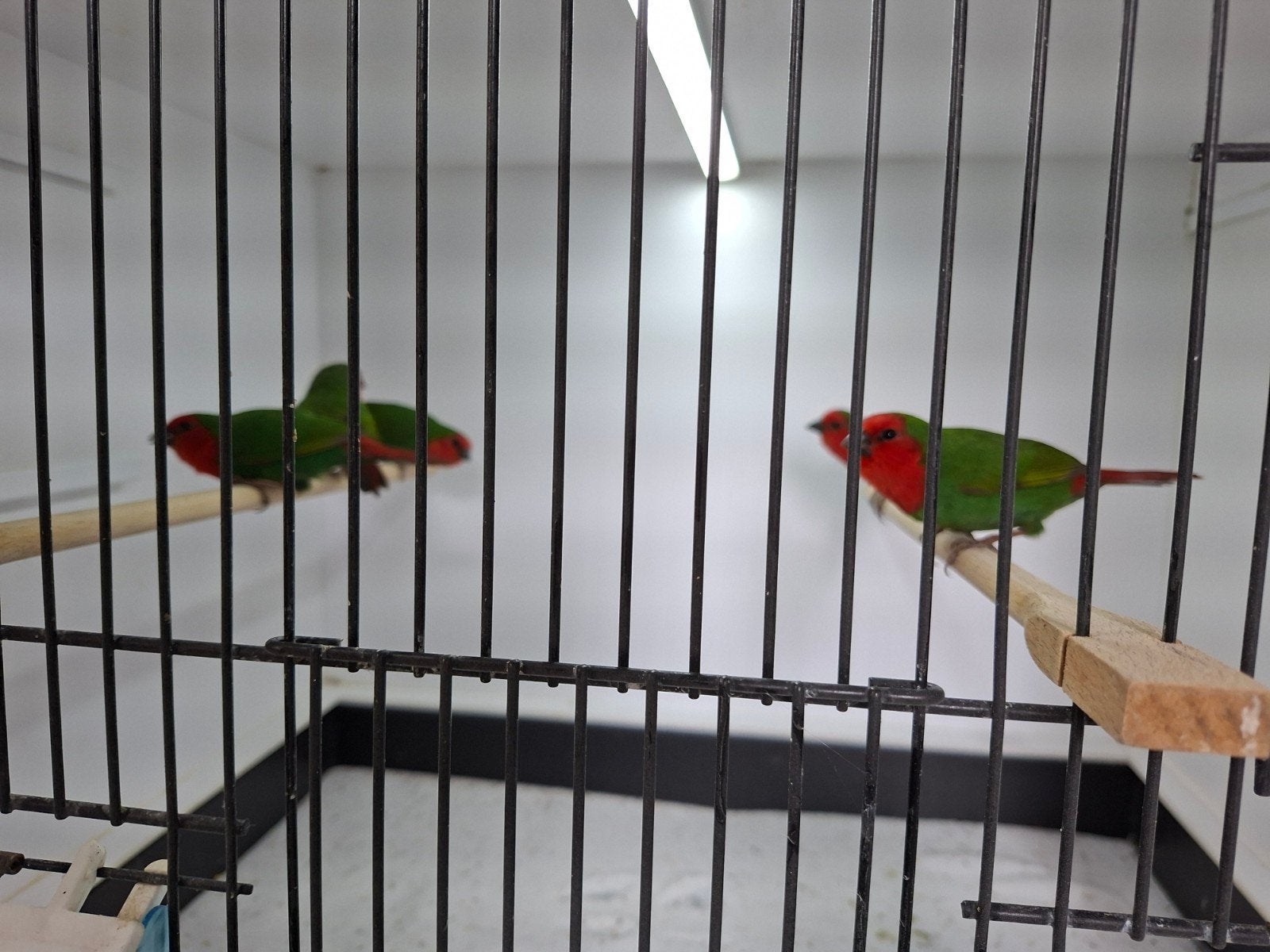 roodkop papegaai amadines ., Dieren en Toebehoren, Vogels | Overige Vogels, Meerdere dieren