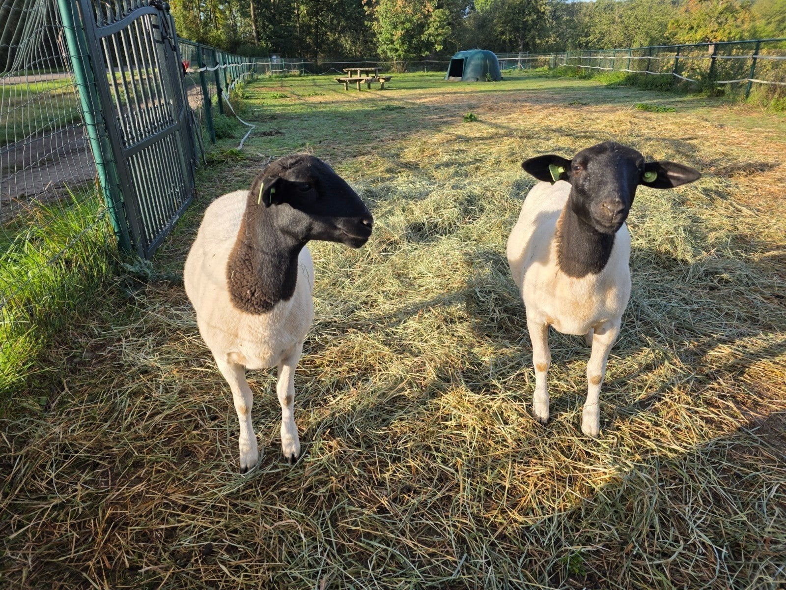2 Dorper ooien - ooilammeren - schapen, Dieren en Toebehoren