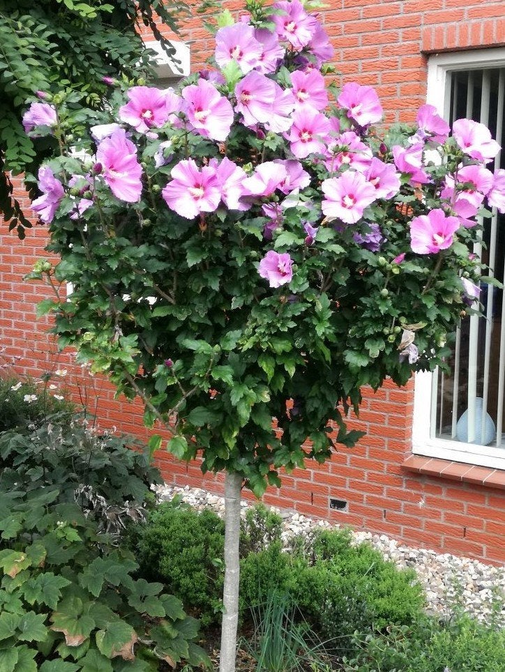 Hibiscus op stam, Tuin en Terras, Planten | Struiken en Hagen, Ophalen, Overige soorten, Struik, Minder dan 100 cm