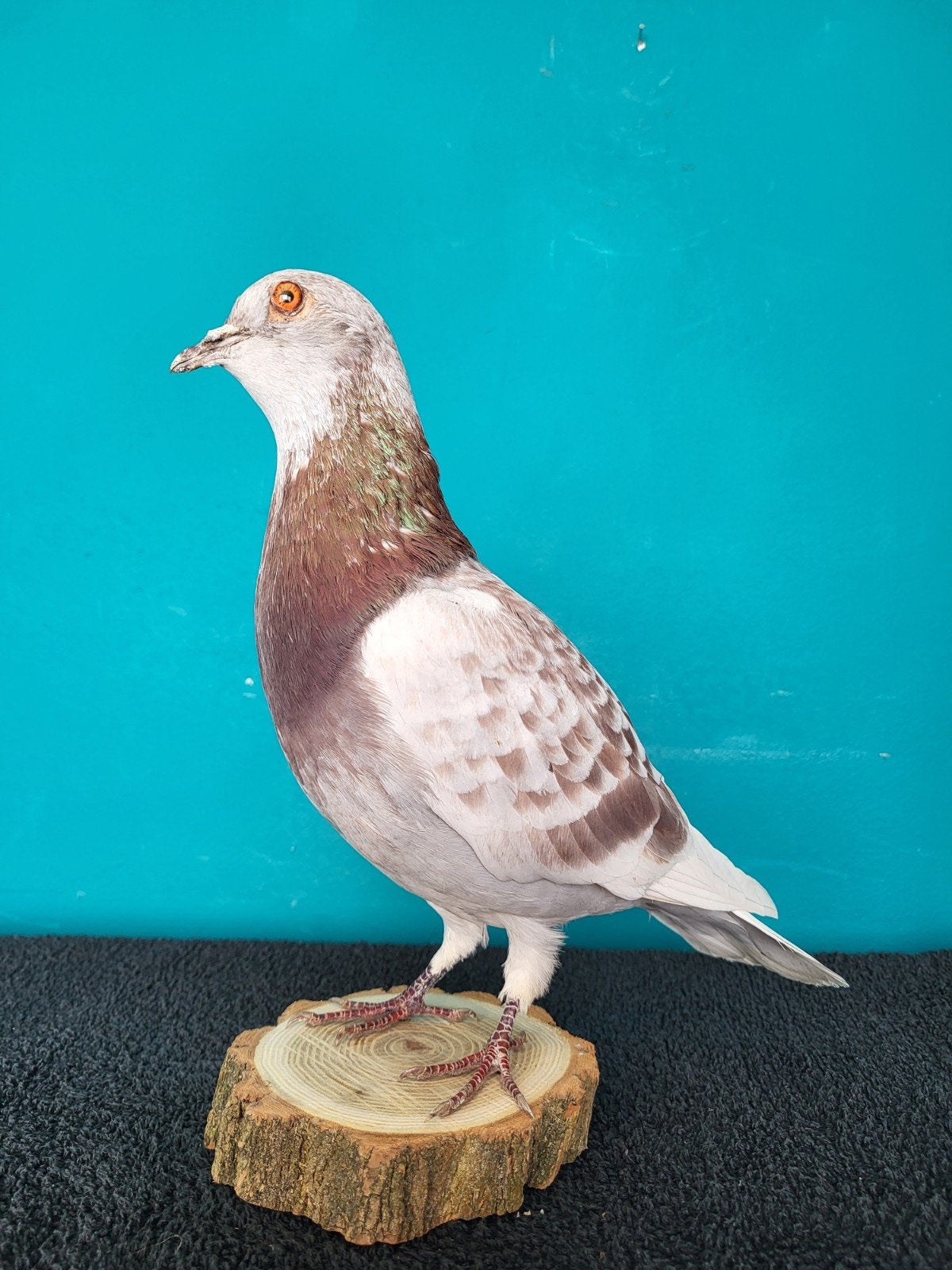 Een prachtige opgezette duif nr 5, Ophalen of Verzenden, Nieuw, Boerderijdier, Opgezet dier