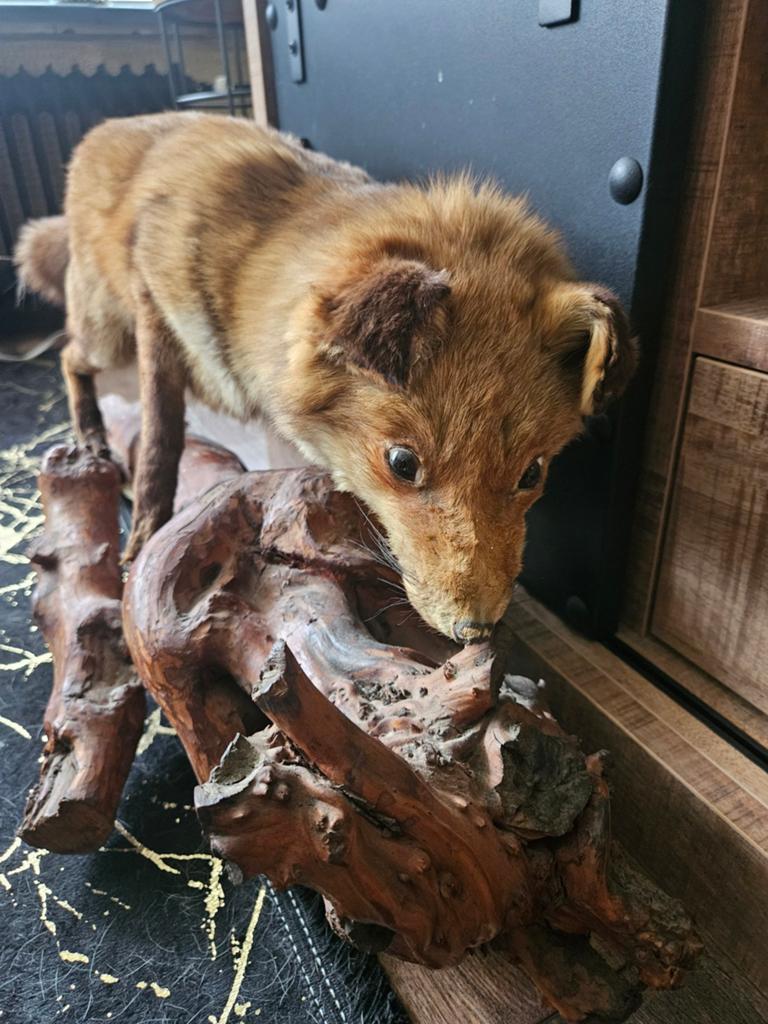 Opgezette vos op hout, Verzamelen, Dierenverzamelingen, Ophalen