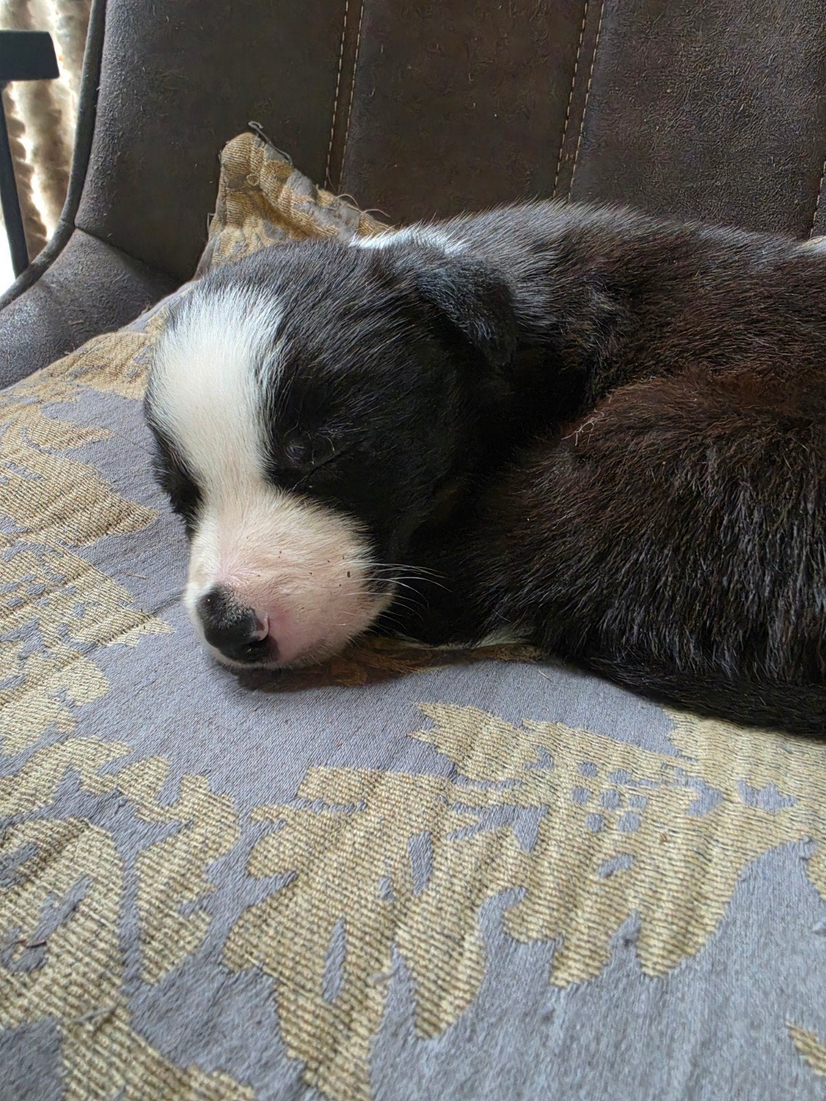 Mooie border collie pups, Collie, Meerdere, Meerdere dieren, Nederland