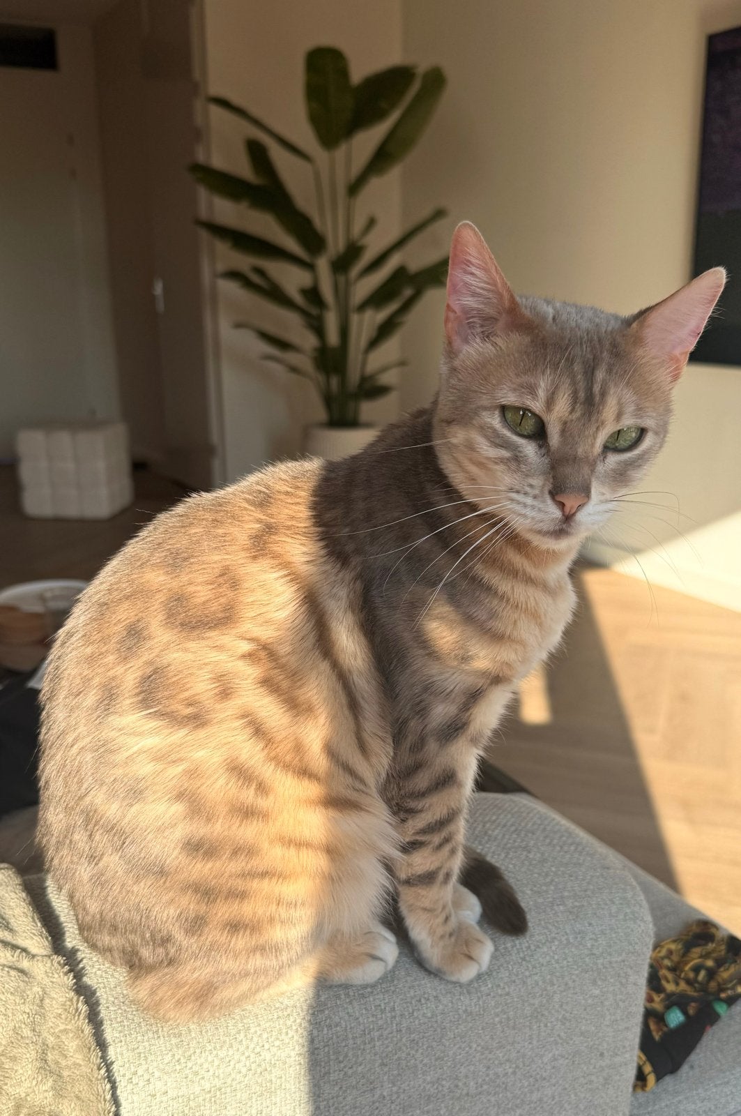 Bengaal poes, Poes, Kortharig, 3 tot 5 jaar