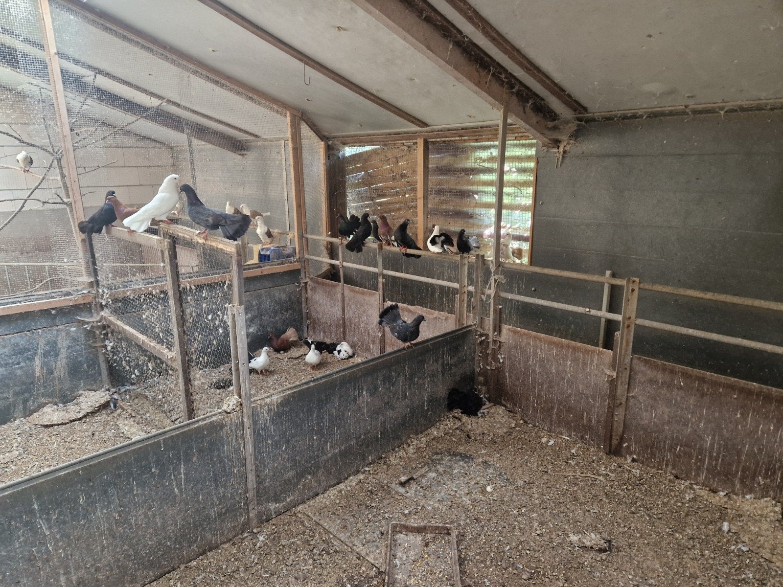 Sierduiven, Meerdere dieren, Overige soorten