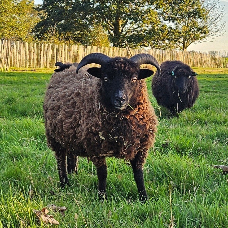 Ouessant rammetje / fleslam / mini schaap / dwergschaap, Dieren en Toebehoren, Mannelijk, Schaap