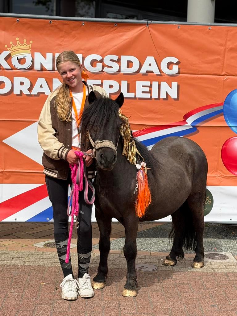 Shetlander ruin 1.05, Met stamboom, Ruin, Zadelmak, A pony (tot 1.17m)