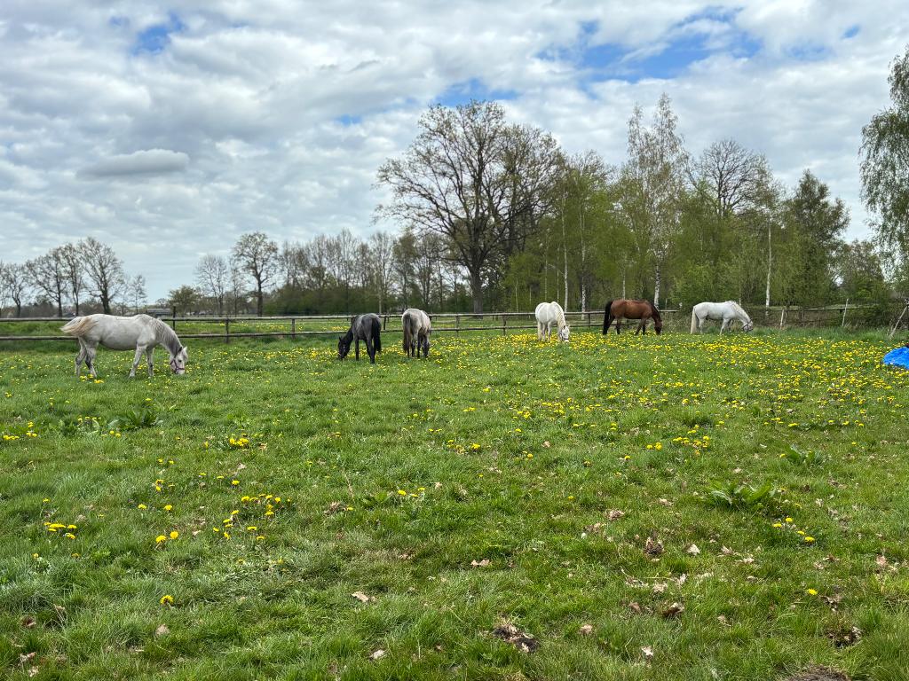 Leuke bijbaan of vakantiebaan als stalhulp⭐️, Dieren en Toebehoren, Stalling en Weidegang
