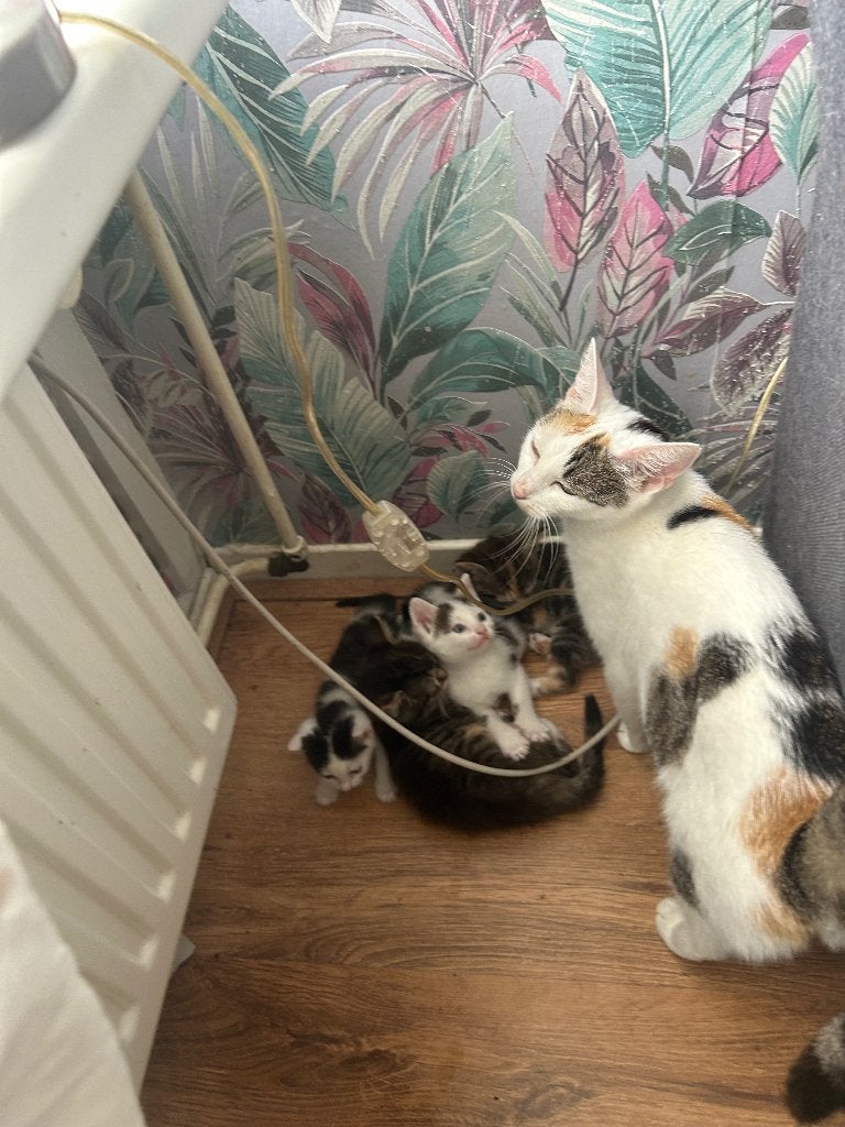 Kittens, Meerdere dieren, Kortharig, 0 tot 2 jaar