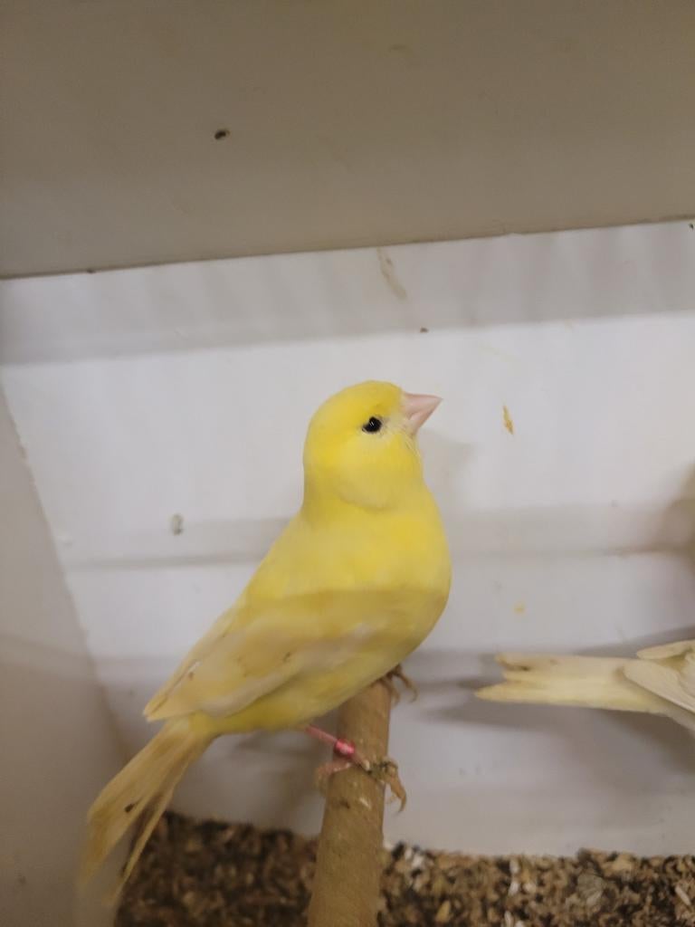 Te koop gele kanaries, Dieren en Toebehoren, Vogels | Kanaries, Meerdere dieren, Kleurkanarie