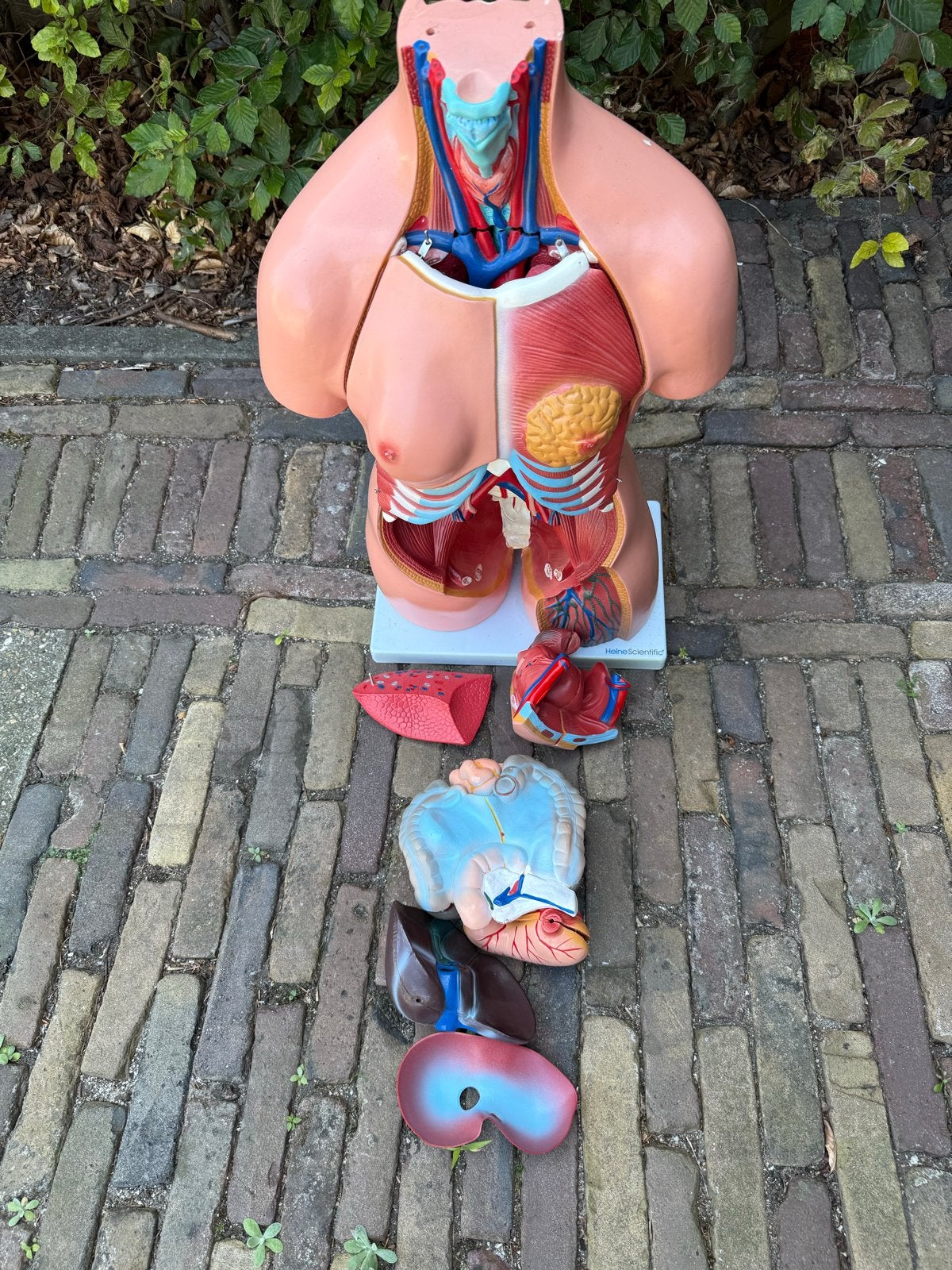 Heine Scientific Anatomisch Torso Model - Menselijk Lichaam, Ophalen, Gebruikt